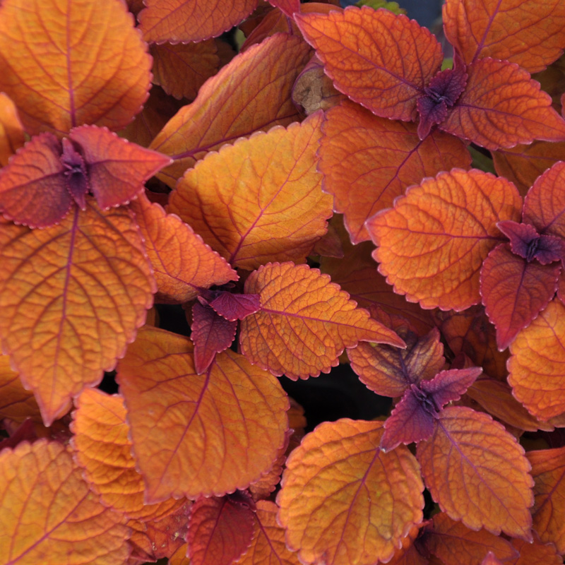  Coleus Spite fire